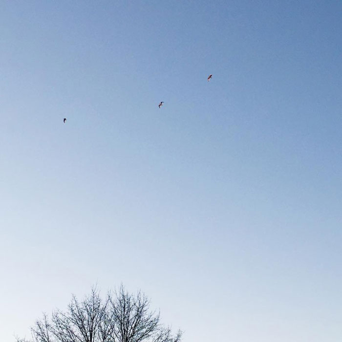 |  following flight patterns  |