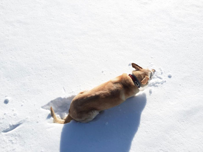 ::  as much as I love him, I do not care for his love of snow  :: 