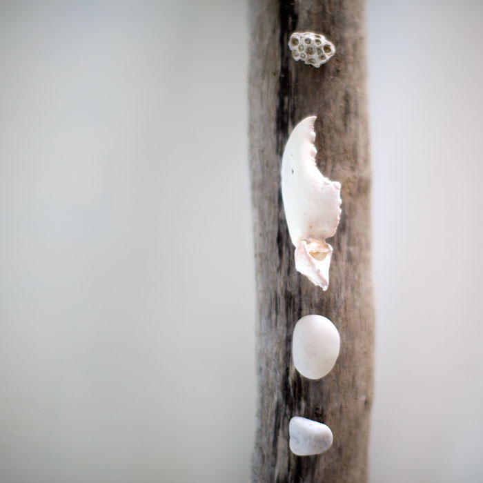 |  still life - natural findings from the sea  |
