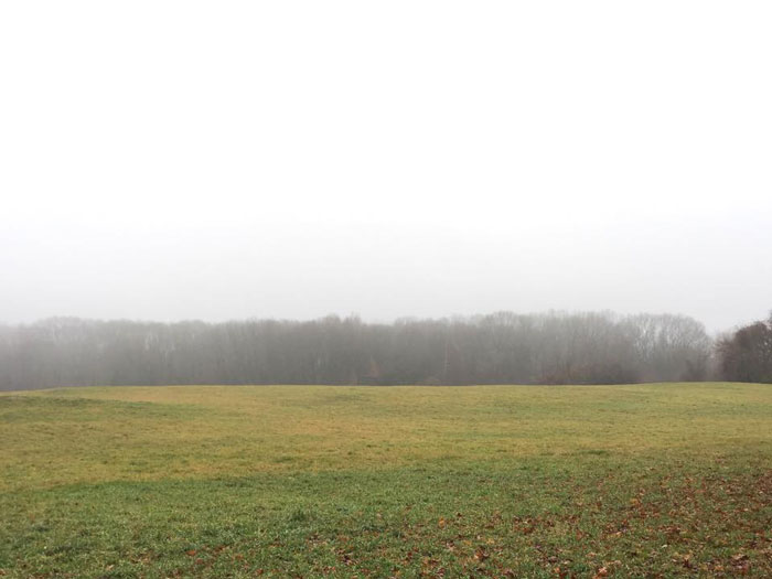 |  misty morning walks  |