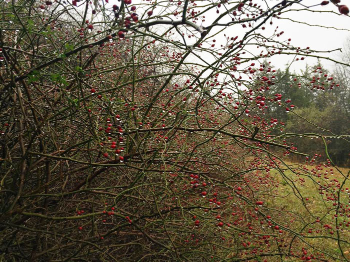 |  dew covered branches*  | 