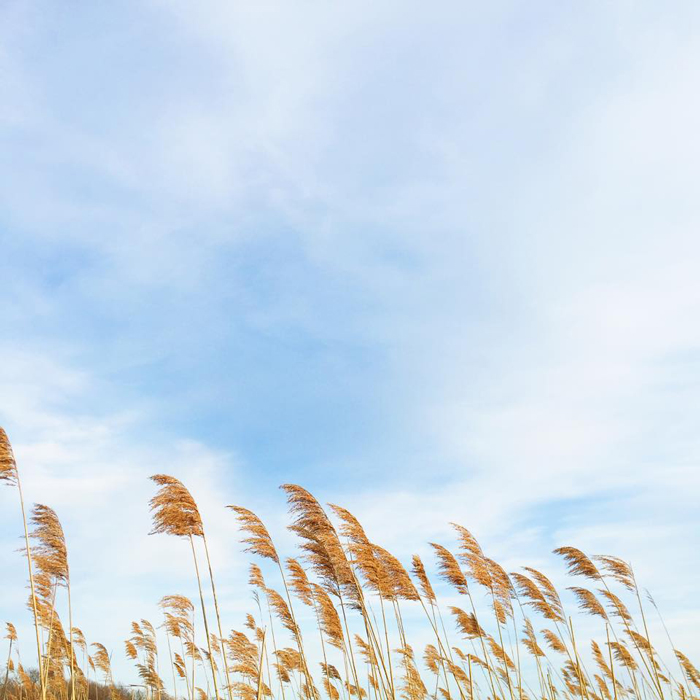 Dancing in the wind.
