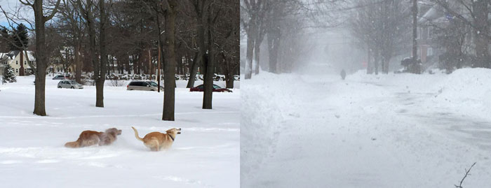 snow_dogs_diptych