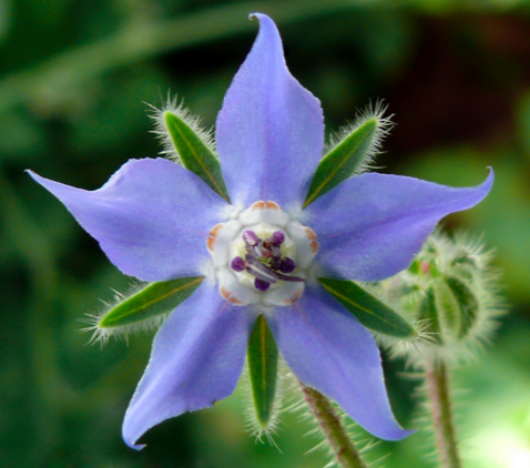 image of borage above courtesy of California Organic